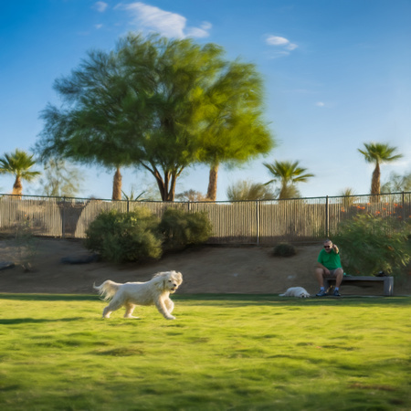 Palm Desert Dog Park