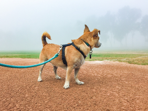 Dog & Fog