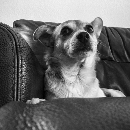 King of the couch