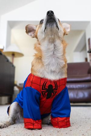 Spider-Dog