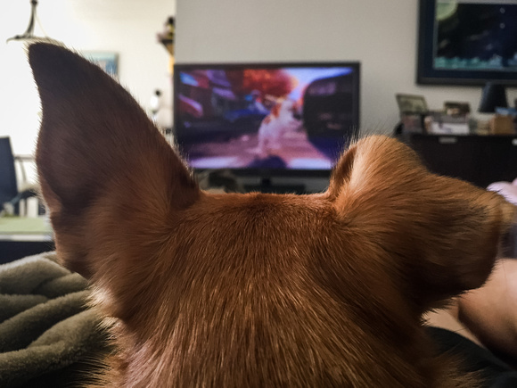 Watching The Secret Life of Pets