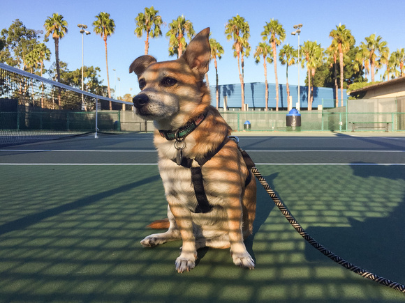 Chorgi on a tennis court