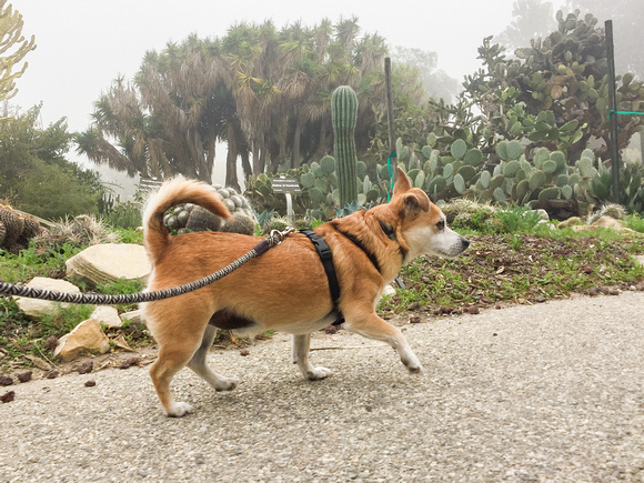 South Coast Botanic Garden Dogs' Day