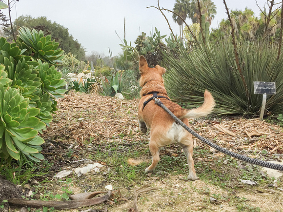 South Coast Botanic Garden Dogs' Day