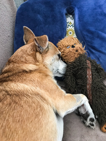 Chori & his Wookie
